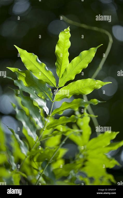 Blauregen Glyzinie Sinensis Fotos Und Bildmaterial In Hoher Aufl Sung