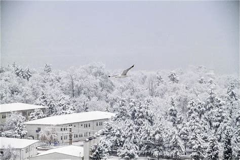 Nieve Invierno P Jaro Rbol Paisaje Paisaje De Nieve Hielo