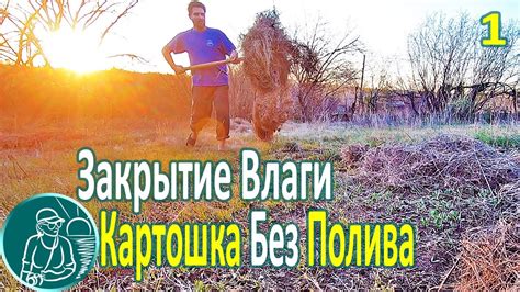🥔 Посадка картофеля без полива в жаре и засухе ⯇1⯈ Мульчирование почвы ...