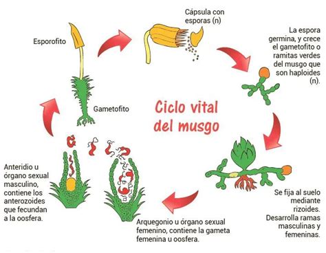 Ciclo Vital Del Musgo Briofitas Escolar ABC Color