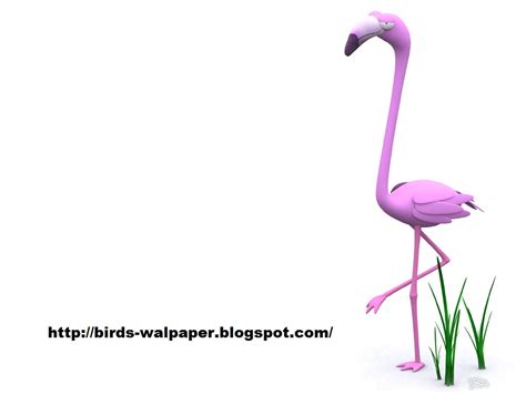 Birds Walpaper reviews: Funny animal wallpaper 3D