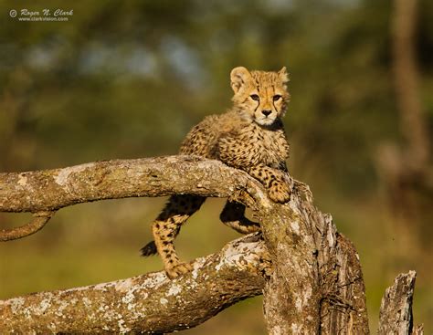 ClarkVision Photograph - Cheetah Cub Playing in a Tree