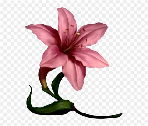 Amaryllis Flower Cliparts Clip Art Free Transparent Png Clipart