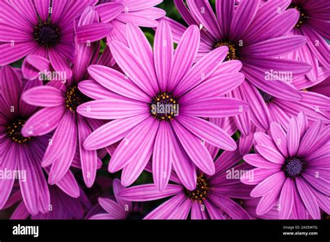 Purple Pink Flowers African Daisies Osteospermum Plants Stock Photo