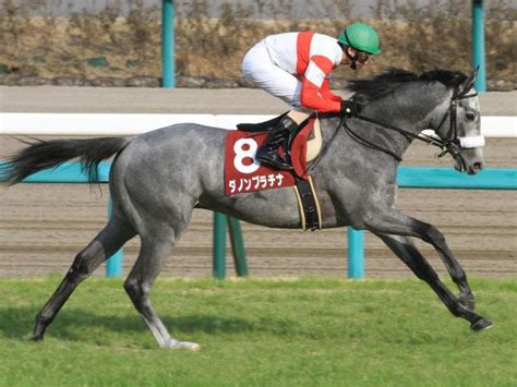 兄は2歳王者ダノンプラチナ ロードカナロア産駒のミスティカルレイが初陣だ 競馬ニュース Netkeiba