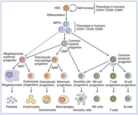 Stem Cells Cell Differentiation And Cancer Oncohema Key