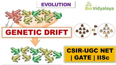 Genetic Drift Mechanism Of Evolution CSIR NET Lifescience GATE