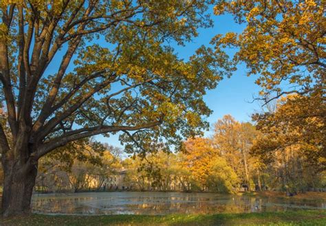 10 Early Symptoms of a Dying Oak Tree: Prevention Guide - Tree Journey