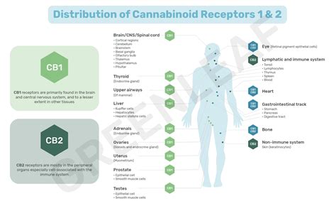 The Endocannabinoid System Ecs Cannabis Learning Centre Greenleaf