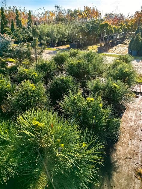 Pinus Nigra Globosa Sosna Czarna Globosa Pi Kna G Sta Sadzonka