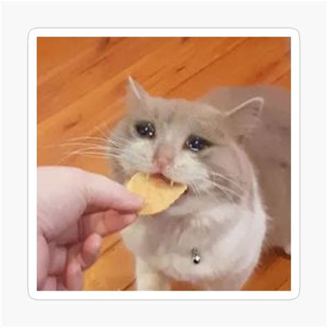 Crying Cat Chip Meme Crying Cat Meme Crying Cat Chip Meme Cat Meme Crying Cat Crying Cat