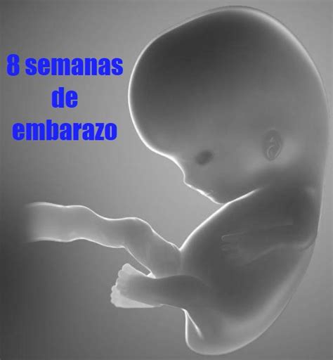 Tu Embarazo 8 Semanas De Gestación