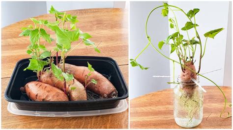 How To Propagate Sweet Potatoes To Grow New Slips