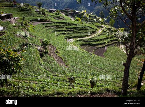 Trekking de Ghandruk. Annapurna trek. Nepal Stock Photo - Alamy