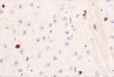 PIF1 Antibody - BSA Free (NBP1-97931): Novus Biologicals