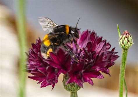 Cornflower Black Ball Flowers Premier Seeds Direct Ltd