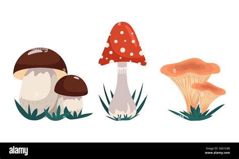 Variety Of Mushrooms Set Of Mushrooms Alien And Edible Vector Clip