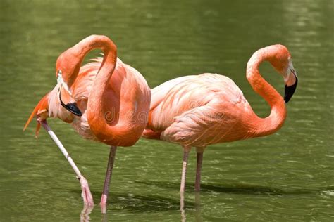 Two Flamingos Stock Photo Image Of Flamingo Standing 9994180