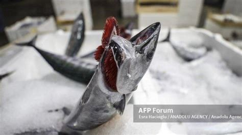 ikan butuh insang  bernafas bagaimana  kerja insang