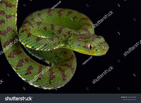 Philippine Pit Viper Trimeresurus Flavomaculatus Male Stock Photo