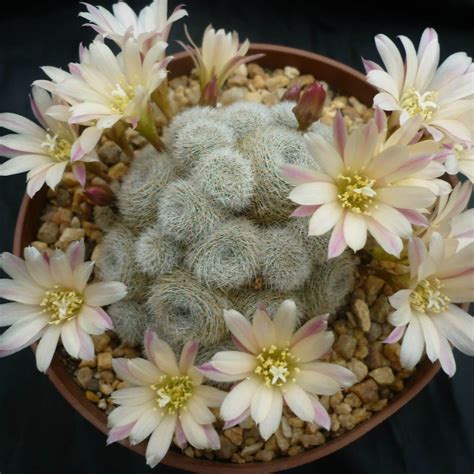 Rare Cactus Seeds, Astrophytum Cactus Seeds, 100pcs/pack – GreenSeedGarden