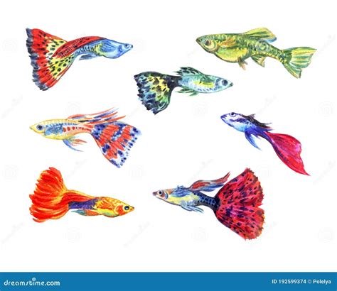 A Set Of Guppy Aquarium Fish On A White Background Stock Illustration