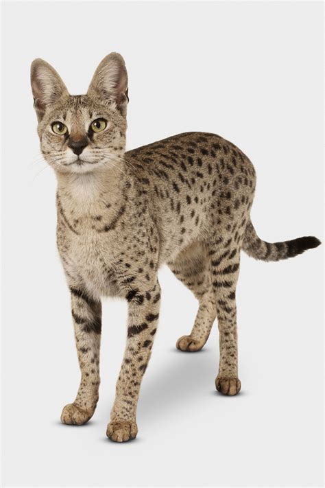 Domestic Jungle Cat Breeds Pets Lovers