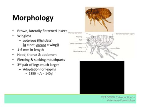 Parasitology Fleas Flashcards Quizlet