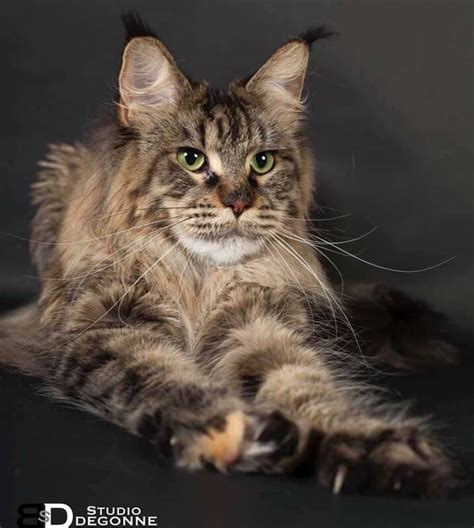 Brown Tortie Mackerel Tabby Maine Coon Selfie