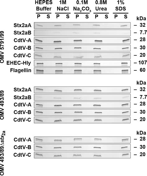 Host Cell Interactions Of Outer Membrane Vesicle Associated Virulence Factors Of