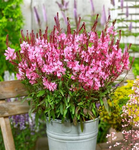 Gaura Lindheimeri Flamingo Pink Kont L Lumigreen Cz