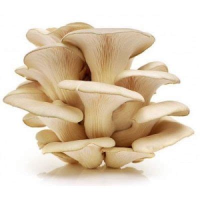 Oyster Mushroom 鲍鱼菇 1PK Maxmart