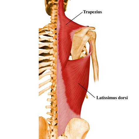 Trapezius Muscle Wikidoc