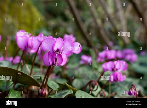 Europaeisches hi-res stock photography and images - Alamy 