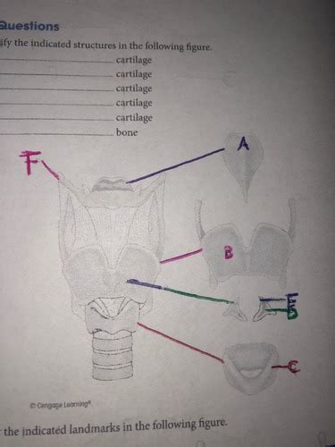 Anatomy Of Phonation Chapter 4 Flashcards Quizlet