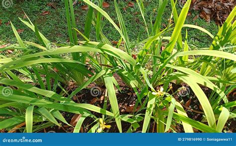 decorative plants   garden  elongated leaf shapes stock photo