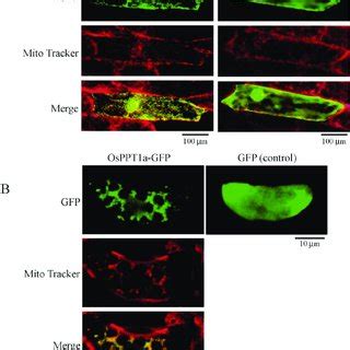 Transient Expression Of The Gfp Fusion Protein The Recombinant Plasmid