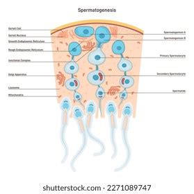 Spermatogenesis Production Semen Male Reproductive System Stock Vector