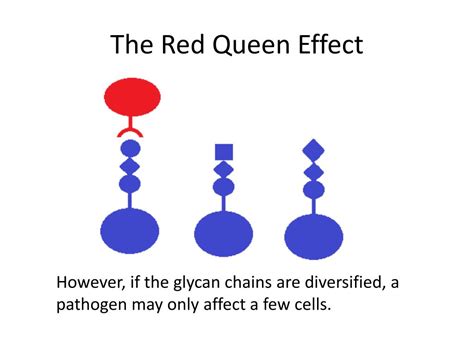 Ppt Evolution Of Glycan Diversity And Cellular Organization Of