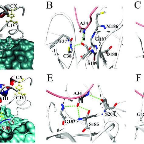 The signal peptide, propeptide, and mature peptide were marked and the... | Download Scientific ...