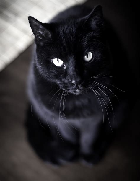 kimkWIDMARK/PET PHOTOGRAPHY: Handsome black American short haired cat Omaha