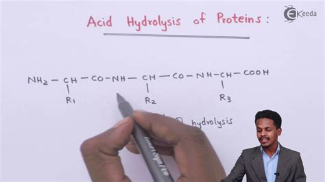 Protein Hydrolysis Reaction