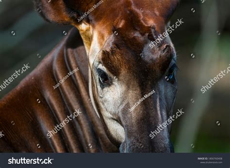 Okapi Okapia Johnstoni Known Forest Giraffe Stock Photo 1800760408