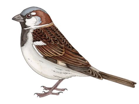 House sparrow Passer domesticus Male - Lizzie Harper