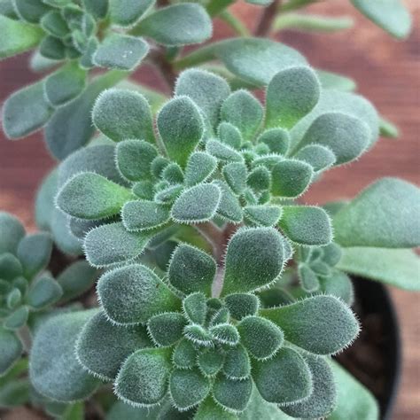 Aichryson bethencourtianum – Succulents Australia Sales