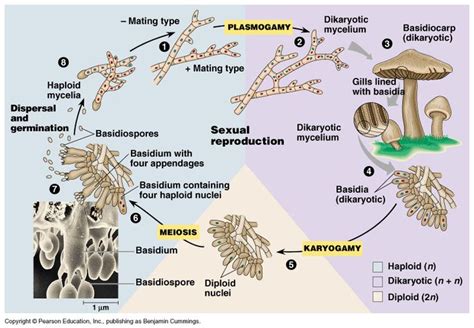 Fungi Life Cycle Explained Nedra Blaine