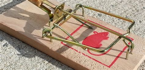 Rodent Traps Are A Suitable Alternative To Chemicals For Controlling