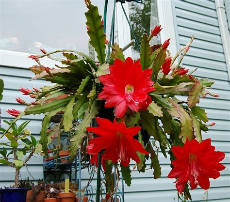 Epiphyllum Ackermannii Orchid Cactus Red Orchids Growing Orchids