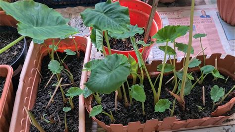 How To Grow Taro Eddoe Plants At Home