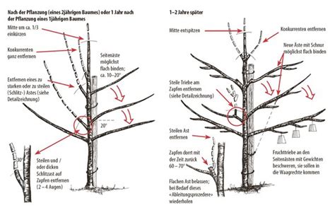 Pflaumen Zwetschgenbaum Pflanzen Lubera Kulturanleitung